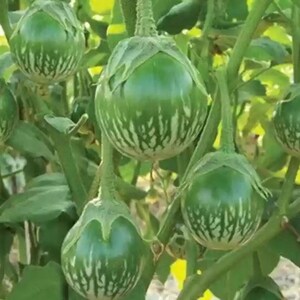 Más de 20 semillas de berenjena sin espinas, Solanum melongena, berenjena morada. imagen 3