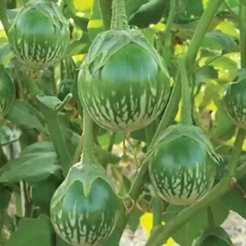 Más de 20 semillas de berenjena sin espinas, Solanum melongena, berenjena morada. imagen 3