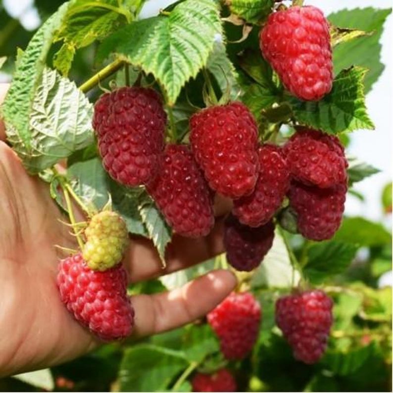 Peut inclure: Une grappe de framboises rouges m&ucirc;res et textur&eacute;es suspendues &agrave; une tige feuillue verte, avec une framboise plus petite, vert p&acirc;le et non m&ucirc;re, visible parmi les fruits matures, illustrant la croissance naturelle de la plante dans un jardin.