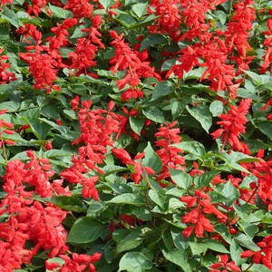 Oltre 100 semi di salvia scarlatta, Salvia splendens rossa per vasi e bordure fiorite immagine 3