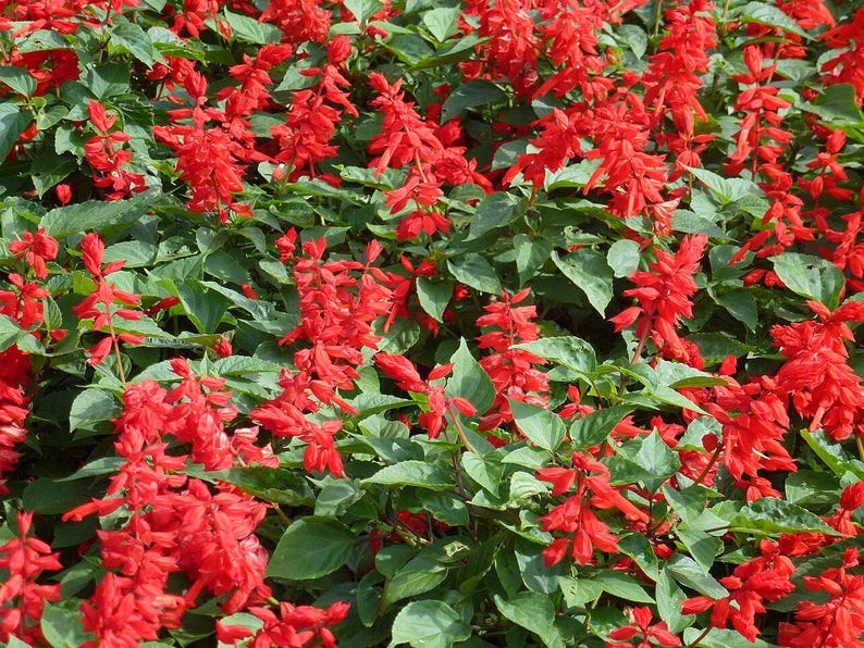 Oltre 100 semi di salvia scarlatta, Salvia splendens rossa per vasi e bordure fiorite immagine 3