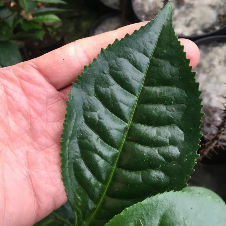 May include: A single, dark green, glossy leaf with a pointed tip and serrated edges. The leaf surface displays a prominent central vein with smaller veins branching out, creating a textured, slightly puckered appearance across the blade.