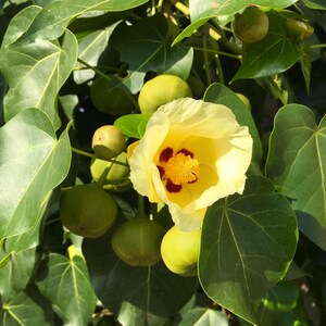 May include: A pale yellow hibiscus flower with a deep maroon centre and a prominent yellow stamen, surrounded by smooth, heart-shaped green leaves and several round, green, unopened flower buds on a dense, leafy plant branch in bright sunlight.