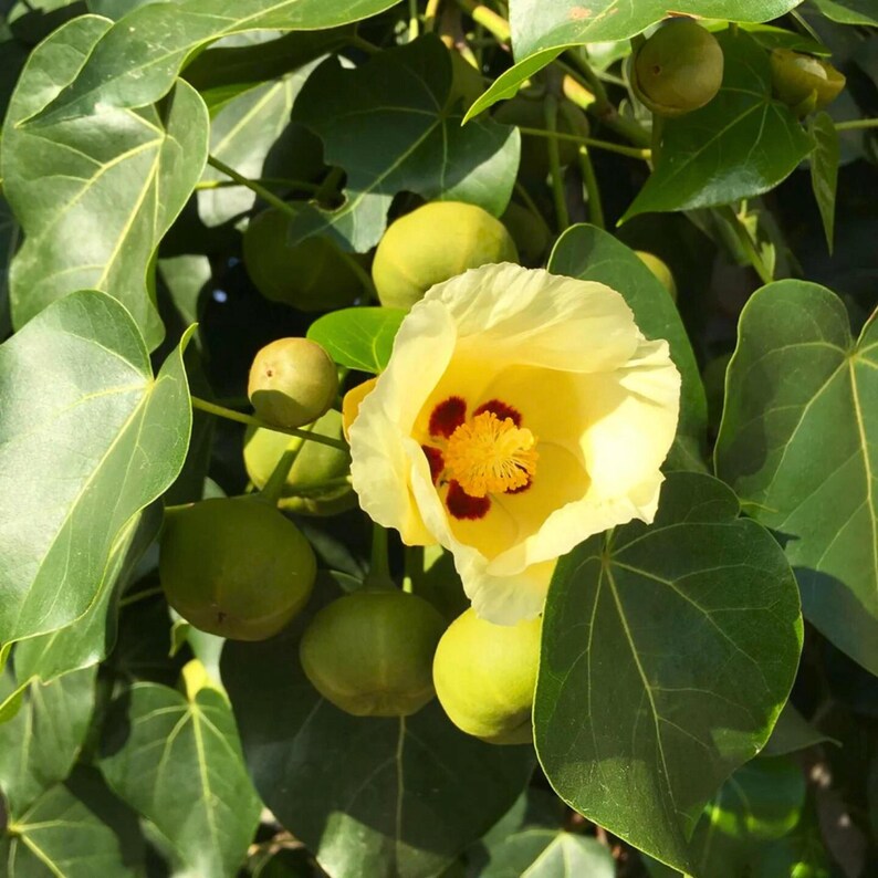 May include: A pale yellow hibiscus flower with a deep maroon centre and a prominent yellow stamen, surrounded by smooth, heart-shaped green leaves and several round, green, unopened flower buds on a dense, leafy plant branch in bright sunlight.