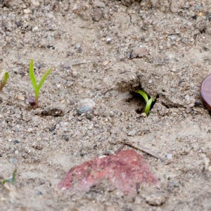 Más de 100 semillas de zanahoria redonda de mercado parisino, Daucus carota, zanahoria parisina, zanahoria francesa redonda imagen 3