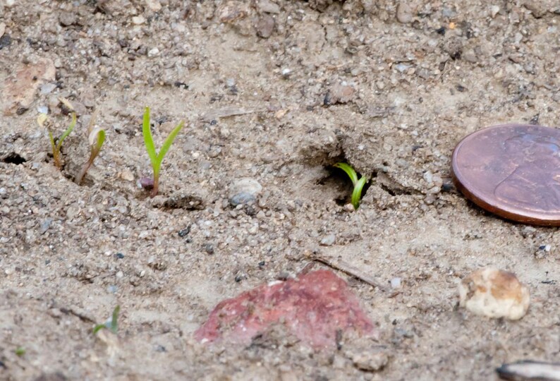 Más de 100 semillas de zanahoria redonda de mercado parisino, Daucus carota, zanahoria parisina, zanahoria francesa redonda imagen 3