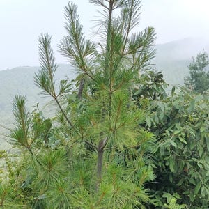 One Pinus wallichiana Cone, Himalayan Blue Pine Botanical Craft Supply image 2