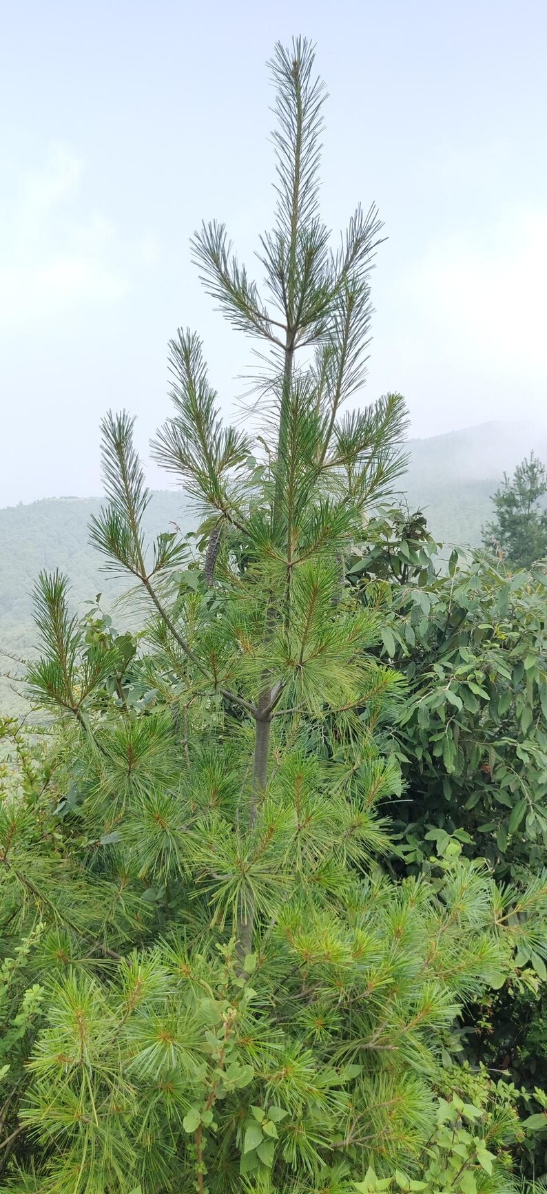 One Pinus wallichiana Cone, Himalayan Blue Pine Botanical Craft Supply image 2