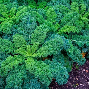 Pu&ograve; includere: Un gruppo di piante di cavolo riccio verde brillante con foglie densamente increspate e arricciate che crescono in un terreno scuro. Il fogliame mostra varie tonalit&agrave; di verde intenso e brillante, con venature centrali visibili sulle foglie.