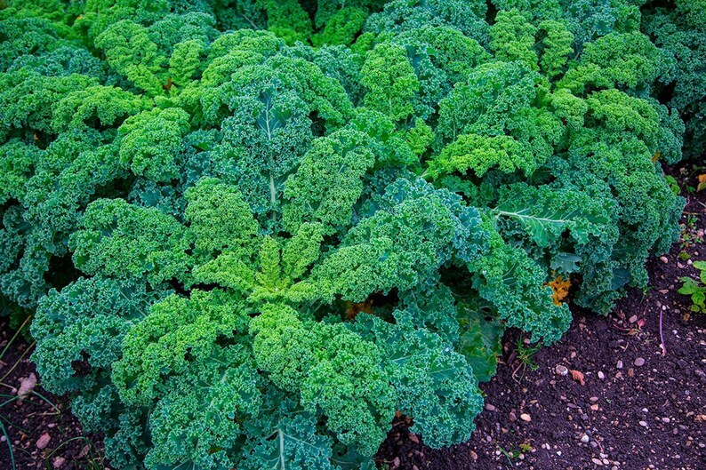 Pu&ograve; includere: Un gruppo di piante di cavolo riccio verde brillante con foglie densamente increspate e arricciate che crescono in un terreno scuro. Il fogliame mostra varie tonalit&agrave; di verde intenso e brillante, con venature centrali visibili sulle foglie.