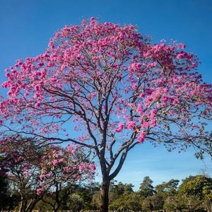 Peut inclure: Un grand arbre dot&eacute; d'une large canop&eacute;e &eacute;tal&eacute;e couverte de fleurs rose vif sur un ciel bleu clair et lumineux. Les branches sombres et textur&eacute;es s'&eacute;tendent vers l'ext&eacute;rieur, soutenant des grappes de fleurs formant une couronne dense.