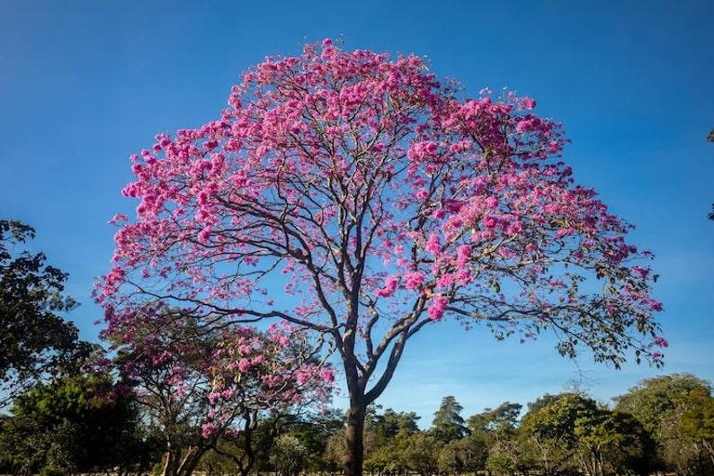 Peut inclure: Un grand arbre dot&eacute; d'une large canop&eacute;e &eacute;tal&eacute;e couverte de fleurs rose vif sur un ciel bleu clair et lumineux. Les branches sombres et textur&eacute;es s'&eacute;tendent vers l'ext&eacute;rieur, soutenant des grappes de fleurs formant une couronne dense.