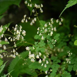 20+ Thalictrum foliolosum Frön, Mamera, Lövängsruta, Skogsmarksperenn bild 2
