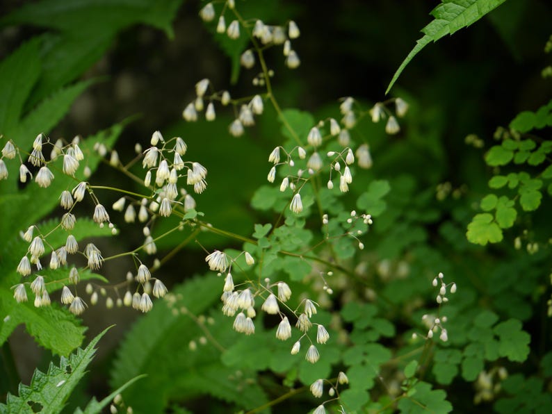 20+ Thalictrum foliolosum Frön, Mamera, Lövängsruta, Skogsmarksperenn bild 2