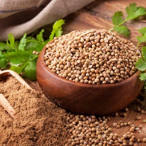 150+ Coriander Seeds, Coriandrum sativum, Cilantro Herb, Kinza image 2