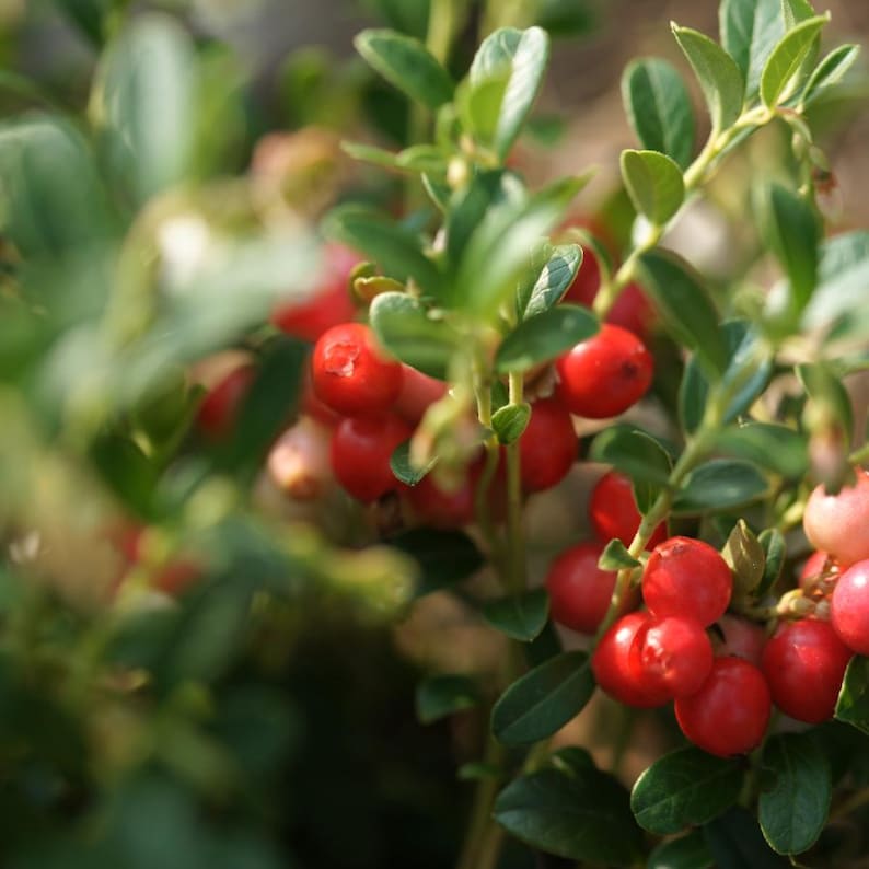 30-100 nasion żurawiny, Vaccinium macrocarpon, żurawina amerykańska, roślina o czerwonych jagodach zdjęcie 7
