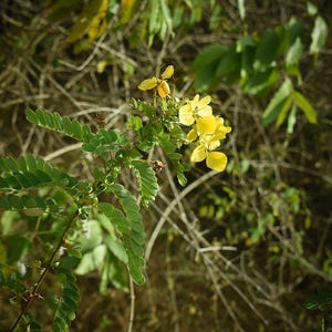 30-60 Tanner's Cassia Seeds, Senna Auriculata, Avaram Senna, Avaram, Yellow Flowering Shrub, Tropical Seeds image 2