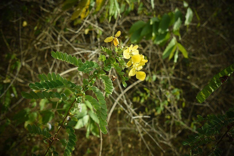 30-60 Tanner's Cassia Seeds, Senna Auriculata, Avaram Senna, Avaram, Yellow Flowering Shrub, Tropical Seeds image 2