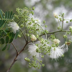 30-60 Svarta Sirisfrön, Albizia Odoratissima, Doftande Albizia, Svart Siristräd, Tropiska Trädfrön bild 10