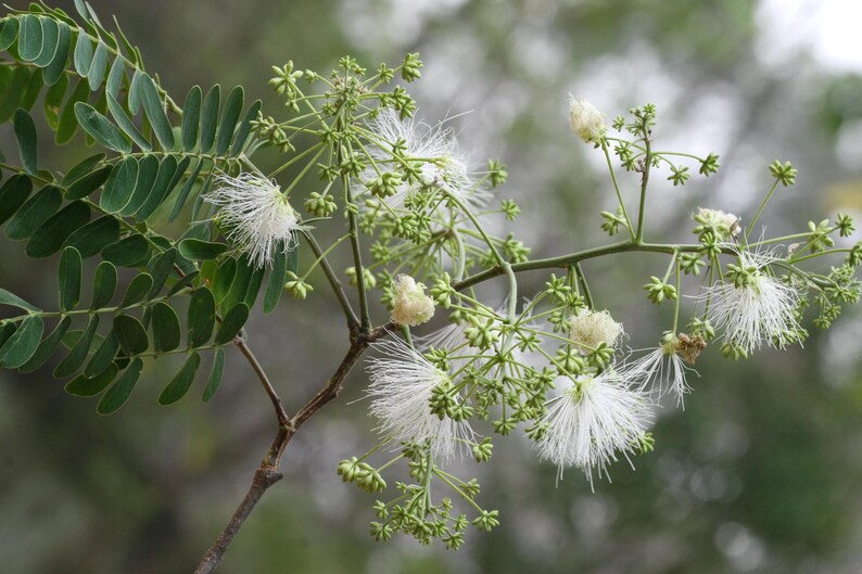 30-60 Svarta Sirisfrön, Albizia Odoratissima, Doftande Albizia, Svart Siristräd, Tropiska Trädfrön bild 10