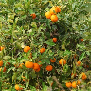 10+ Sweet Orange Seeds, Citrus sinensis, Citrus Tree image 10