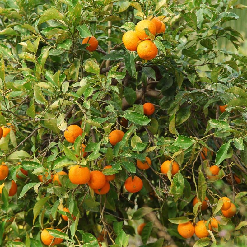 10+ Sweet Orange Seeds, Citrus sinensis, Citrus Tree image 10