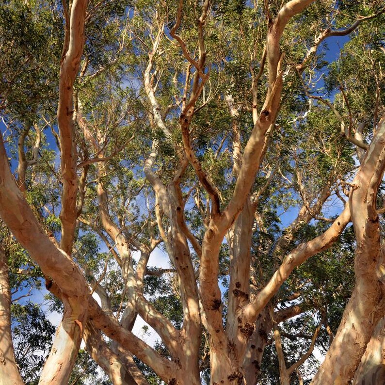 200+ River Red Gum Seeds, Eucalyptus camaldulensis, Shade Tree image 10