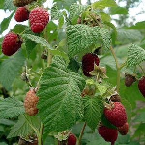 Peut inclure: Un framboisier pr&eacute;sentant plusieurs grappes de baies m&ucirc;res d'un rouge profond ainsi qu'une baie p&acirc;le non m&ucirc;re. La plante poss&egrave;de des feuilles vertes textur&eacute;es et dentel&eacute;es et des tiges fines brun clair, montrant les fruits &agrave; divers stades.