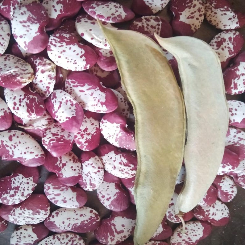 10+ semi di fagioli rossi doppi, Phaseolus lunatus, fagioli di Lima rossi maculati, fagioli indiani immagine 3
