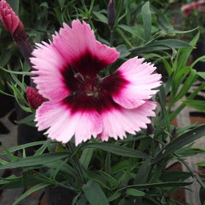 Über 100 Samen der Nelke 'Baby Doll', Dianthus chinensis, Chinesische Nelke, Baby Doll-Nelke, Duftende, mehrfarbige Blüten, Gartenblumensamen Bild 10
