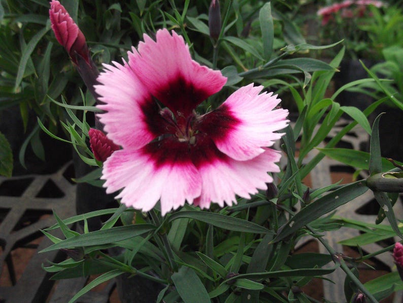 Über 100 Samen der Nelke 'Baby Doll', Dianthus chinensis, Chinesische Nelke, Baby Doll-Nelke, Duftende, mehrfarbige Blüten, Gartenblumensamen Bild 10