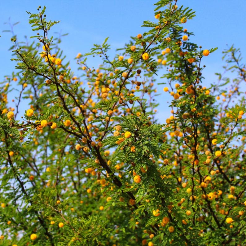 20-100 Semillas de Acacia Arábica, Vachellia nilotica, Árbol Babul, Goma India Acacia imagen 10
