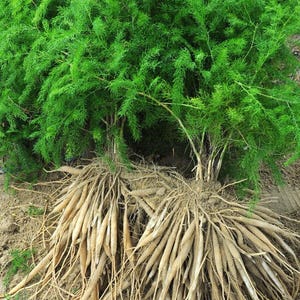 May include: A vibrant green asparagus plant featuring dense, feathery foliage and a large, exposed root system. The roots are light tan, elongated, and tuberous, extending outwards from the base of the stems into the surrounding soil.