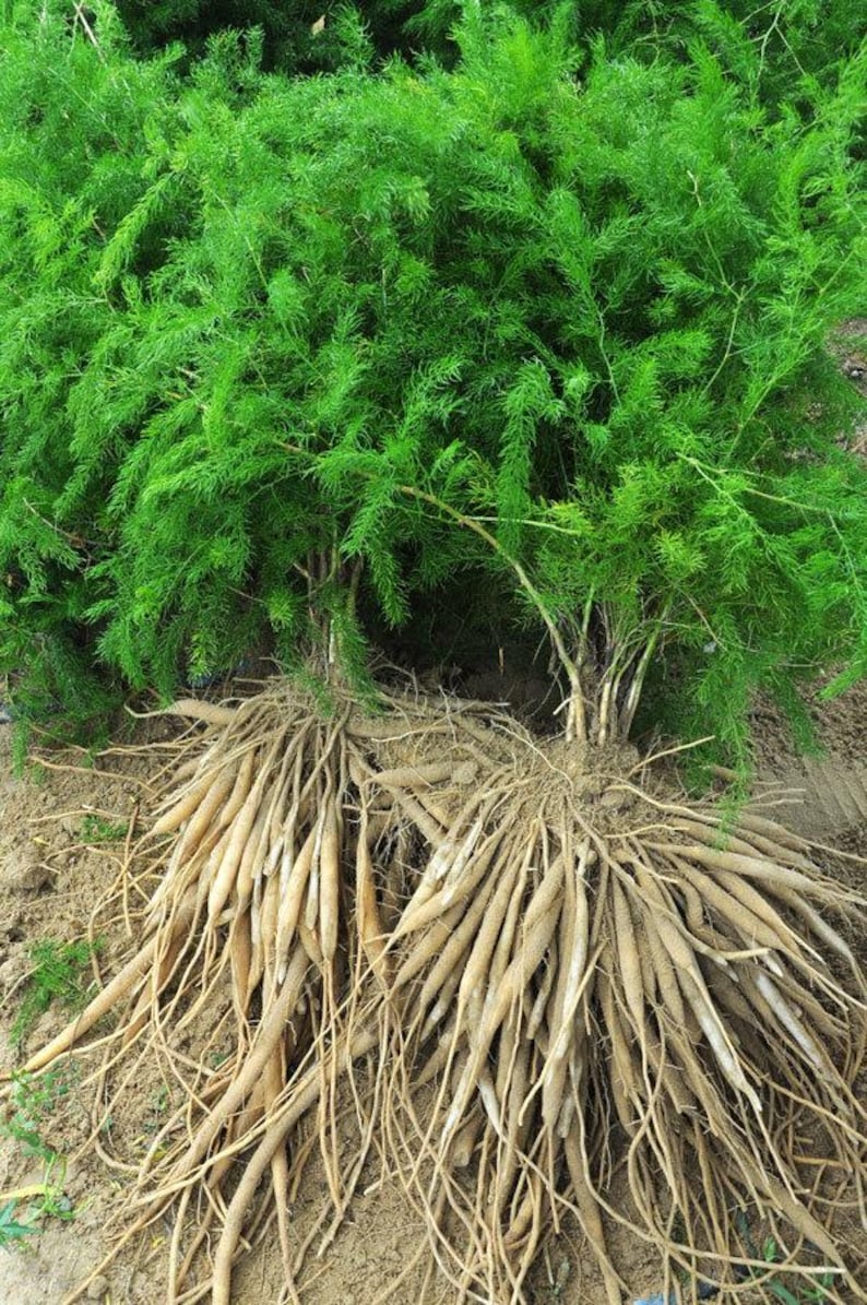 May include: A vibrant green asparagus plant featuring dense, feathery foliage and a large, exposed root system. The roots are light tan, elongated, and tuberous, extending outwards from the base of the stems into the surrounding soil.