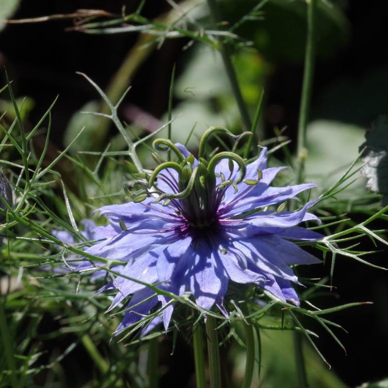 30-300 zwarte komijnzaadjes, Nigella sativa, Kalonji aromatisch kruid afbeelding 1