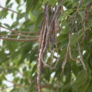 Peut inclure: Longues gousses de graines s&eacute;ch&eacute;es, fines et brun fonc&eacute;, suspendues &agrave; une branche d'arbre avec des feuilles vertes compos&eacute;es penn&eacute;es. Les gousses sont textur&eacute;es, l&eacute;g&egrave;rement torsad&eacute;es et semblent cassantes, avec des segments internes expos&eacute;s.