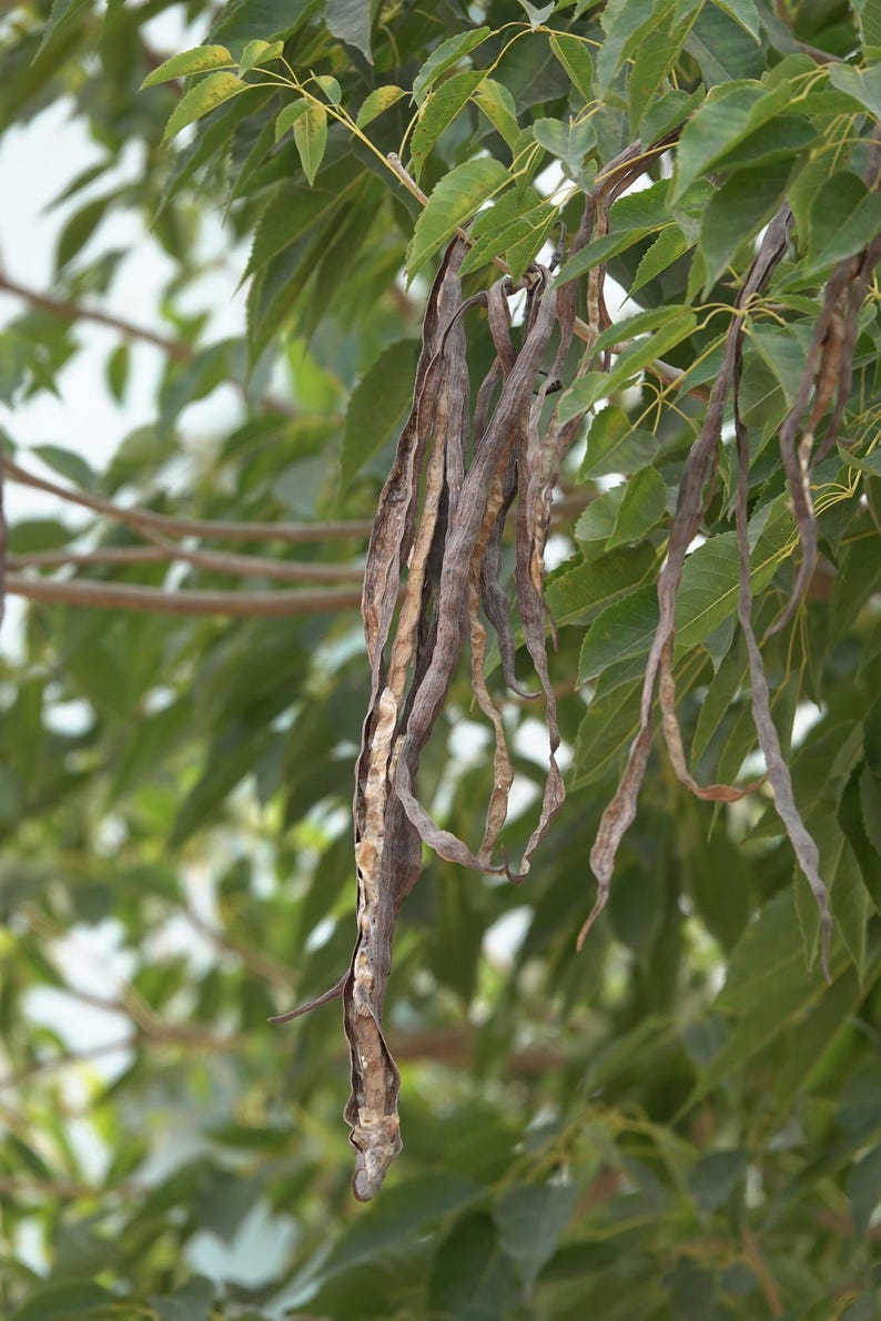 Peut inclure: Longues gousses de graines s&eacute;ch&eacute;es, fines et brun fonc&eacute;, suspendues &agrave; une branche d'arbre avec des feuilles vertes compos&eacute;es penn&eacute;es. Les gousses sont textur&eacute;es, l&eacute;g&egrave;rement torsad&eacute;es et semblent cassantes, avec des segments internes expos&eacute;s.