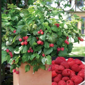100-300-1500 graines de framboise géante Maroseika, Rubus idaeus, framboise Maroseika, gros fruit, graines de framboise de jardin image 3