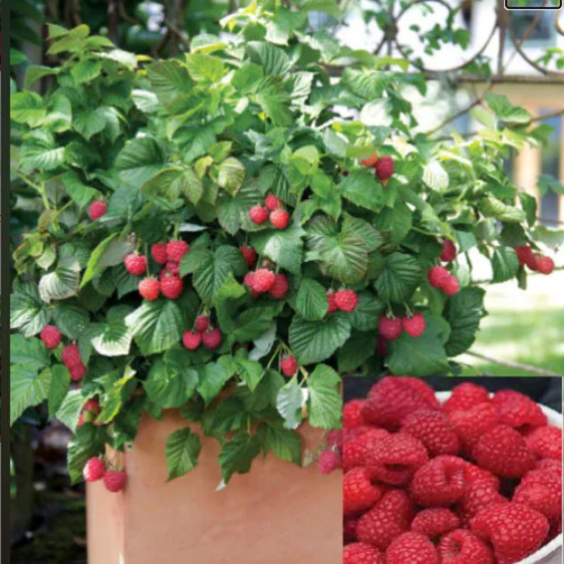 100-300-1500 graines de framboise géante Maroseika, Rubus idaeus, framboise Maroseika, gros fruit, graines de framboise de jardin image 3