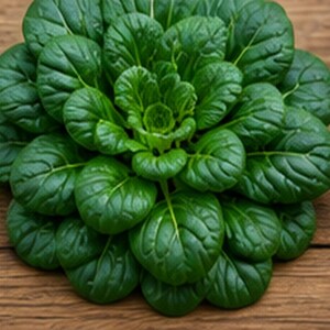 Puede incluir: Una cabeza fresca de tatsoi que presenta una roseta densa de hojas de color verde oscuro en forma de cuchara con venas prominentes. La planta muestra una estructura sim&eacute;trica y en capas con hojas m&aacute;s peque&ntilde;as en el centro y hojas m&aacute;s grandes y redondeadas.