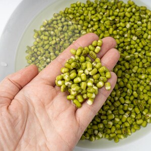 緑豆の種 100～300粒、Vigna radiata、緑豆、発芽 画像 4