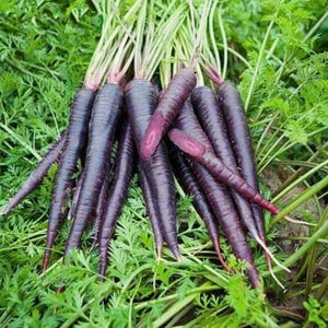 Más de 200 semillas de zanahoria negra, Daucus carota, zanahoria morada negra, hortaliza de raíz. imagen 1
