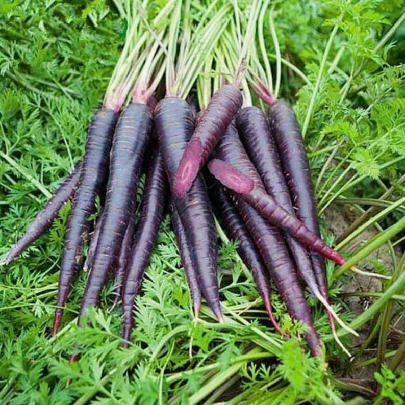 Más de 200 semillas de zanahoria negra, Daucus carota, zanahoria morada negra, hortaliza de raíz. imagen 1