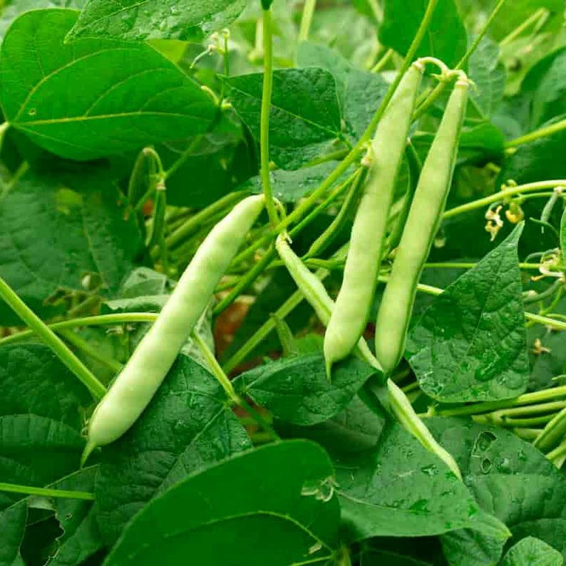 10-30 semillas de frijol rajma rojo, Phaseolus vulgaris, verdura de frijol. imagen 8