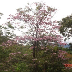 30 à 60 graines de Tabebuia rosea (arbre à trompettes roses), graines d'arbre à trompettes roses image 9