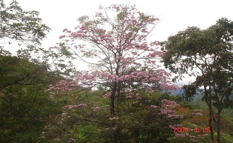 30 à 60 graines de Tabebuia rosea (arbre à trompettes roses), graines d'arbre à trompettes roses image 9