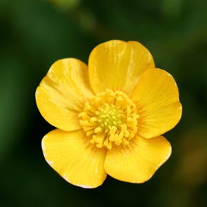 15+ Chinese Buttercup Seeds, Ranunculus cantoniensis, Wild Meadow Flower image 2