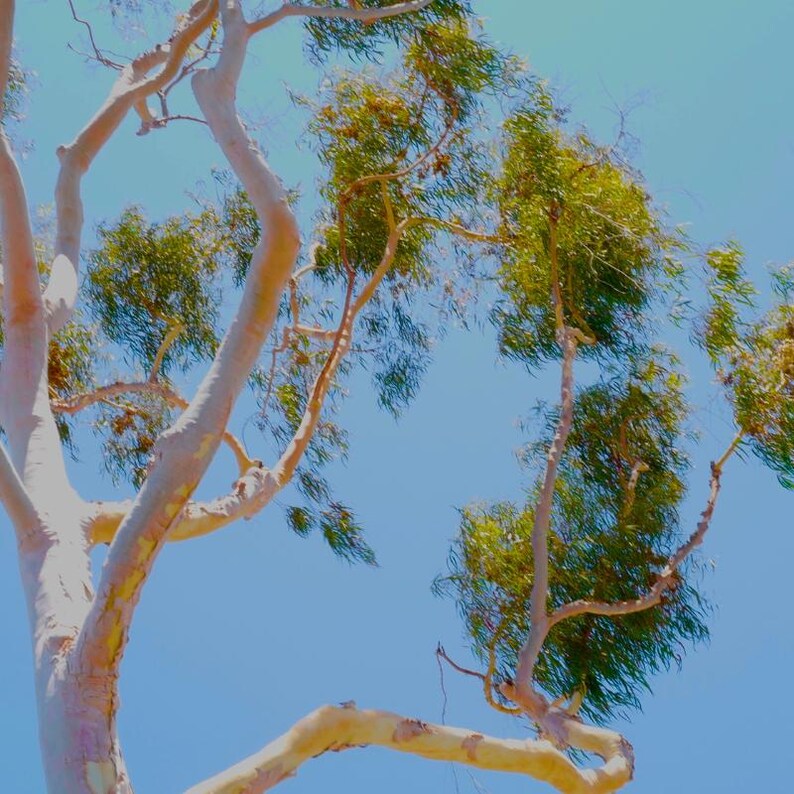 200+ River Red Gum Seeds, Eucalyptus camaldulensis, Shade Tree image 4