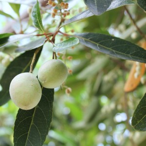 5-10 Semillas de Elaeocarpus Ganitrus, Semillas de árboles Rudraksha, Elaeocarpus sphaericus imagen 10