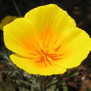 100+ Eschscholzia Mix Seeds, California Poppy, Eschscholzia Californica, Mixed Color Poppy Flowers, Easy Annual Garden Flowers image 5